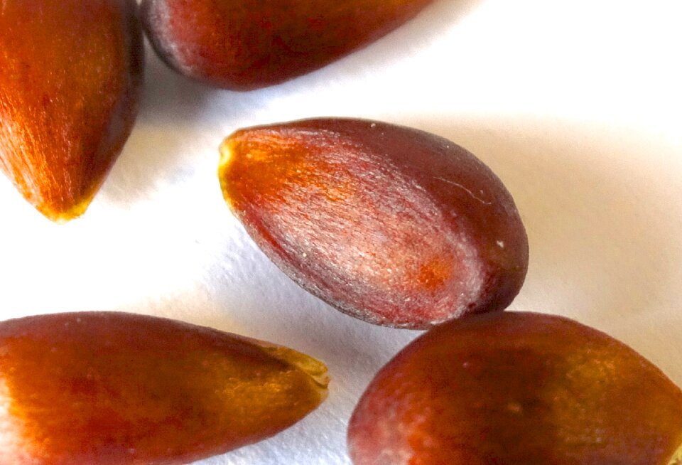 Cores seeds apple cores