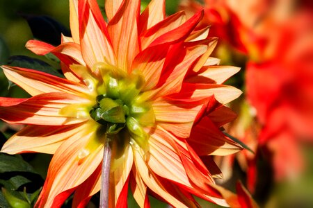 Plant composites red