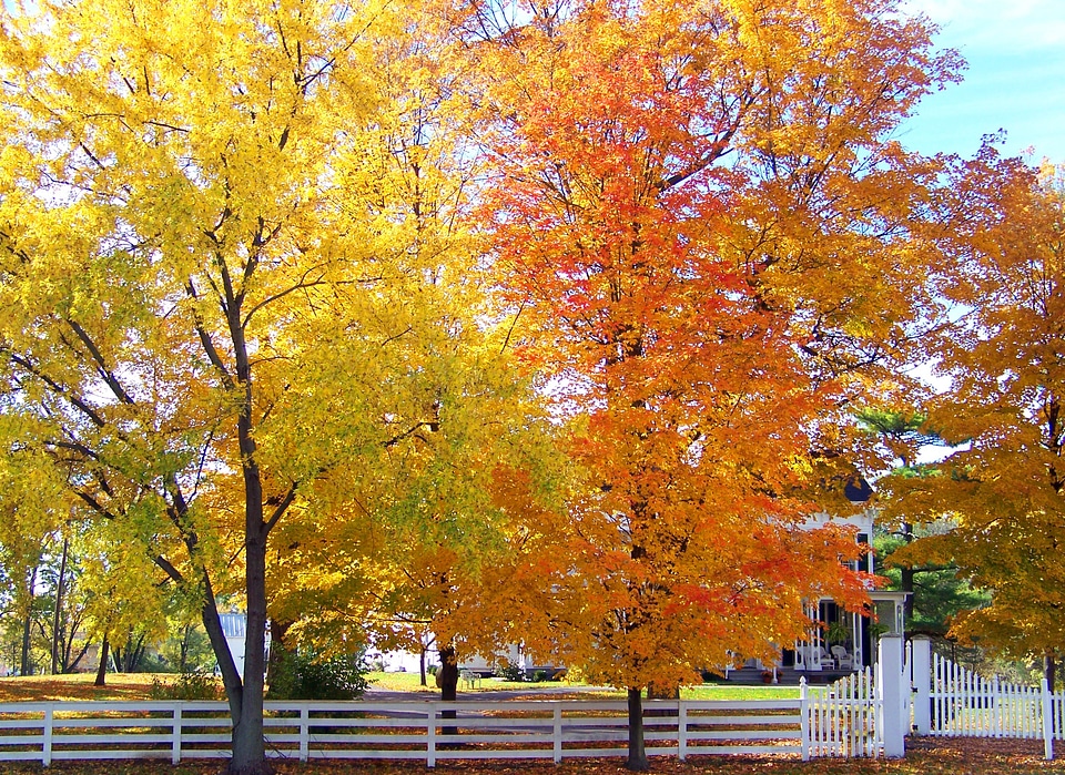 Season branch leaf