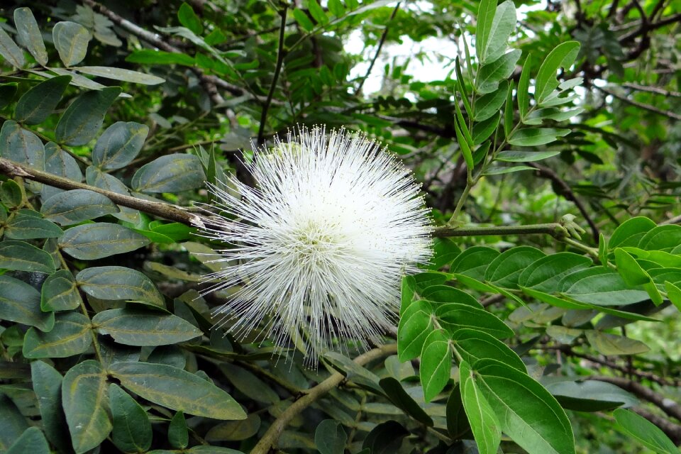 White calliandra haematocephala alba mimosaceae