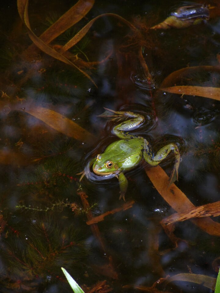 Pond amphibian water frog