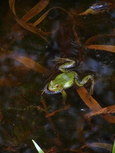 Pond amphibian water frog photo