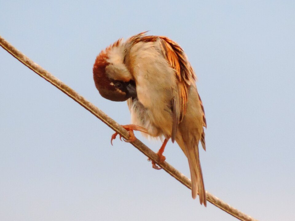 Sparrow bird light wire