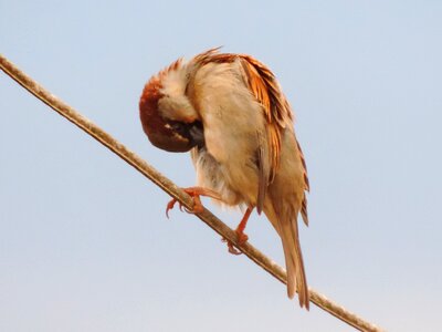 Sparrow bird light wire photo