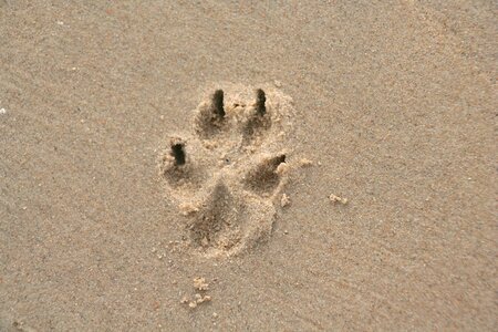 Dog paw dog trace