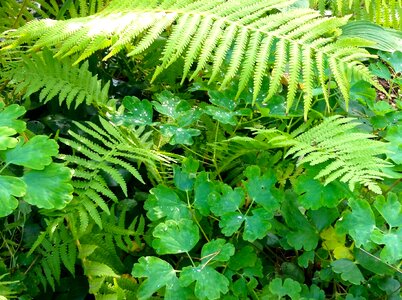 Fern green perennial