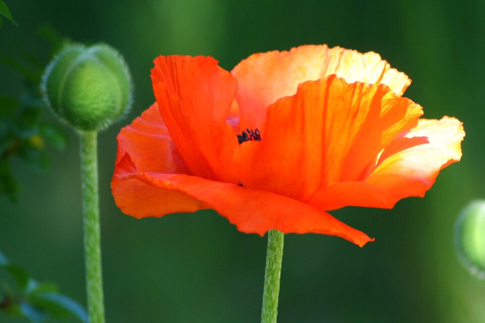 Nature orange red