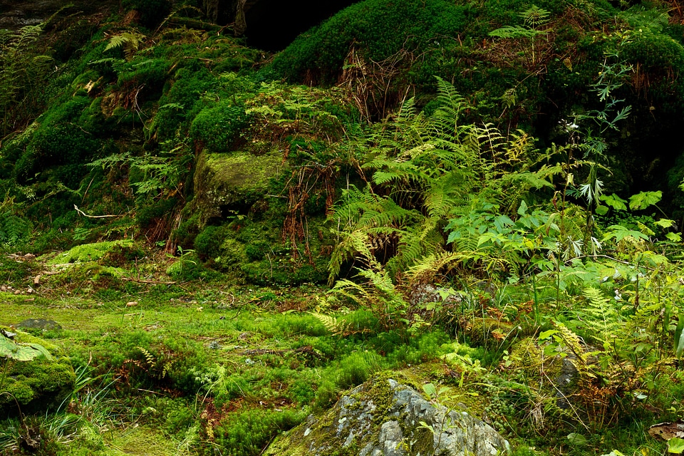 Flora foliage forest