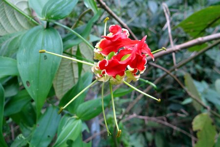 Red gloriosa colchicaceae