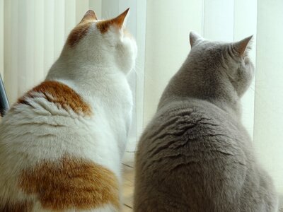 Cats friendship lookout