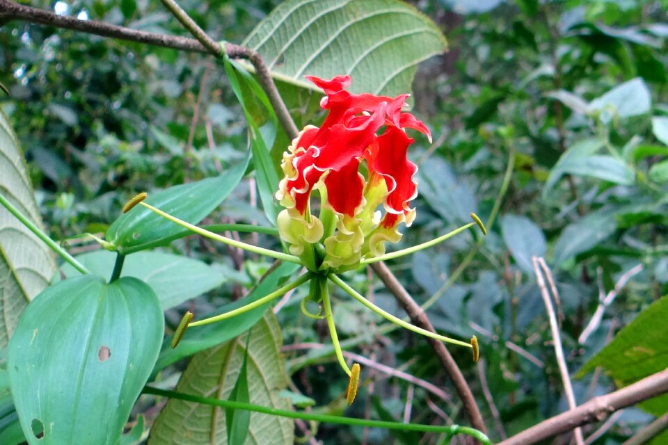 Red gloriosa colchicaceae