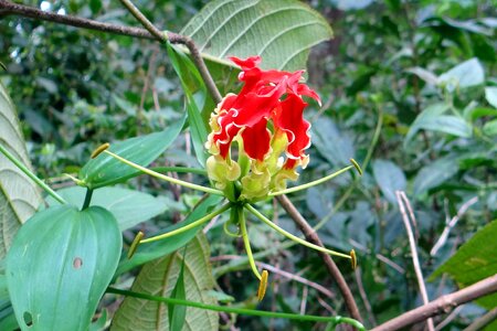 Red gloriosa colchicaceae