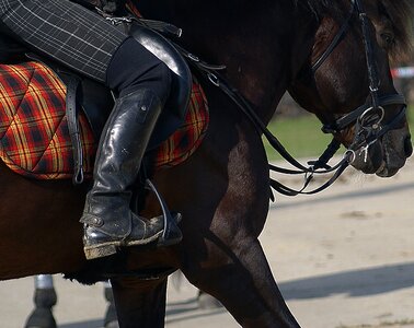 Bridle halter scold's photo