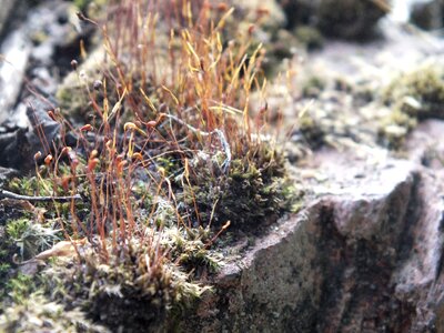 Stone grey lichens photo