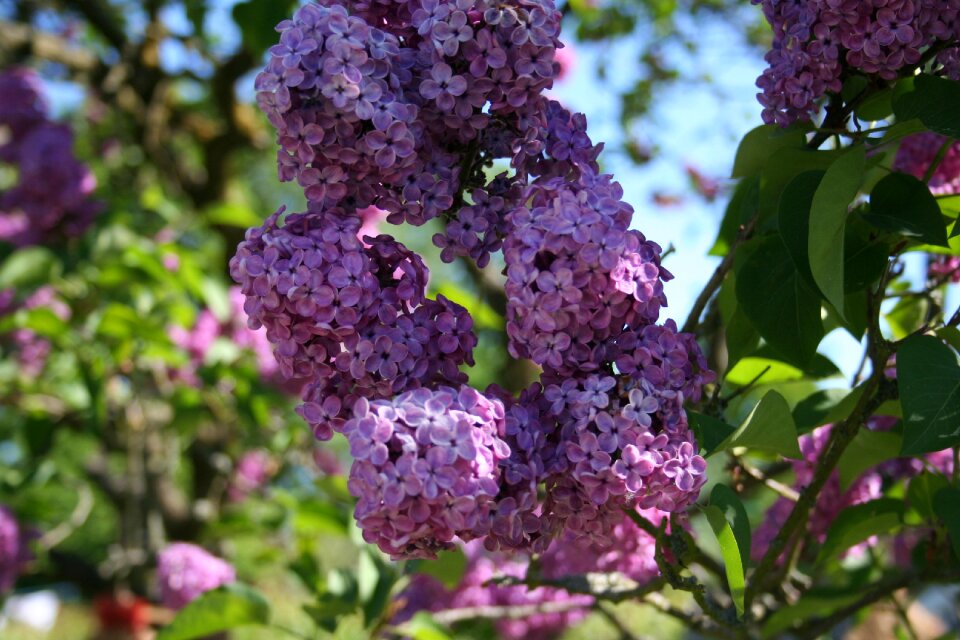 Violet garden flowers