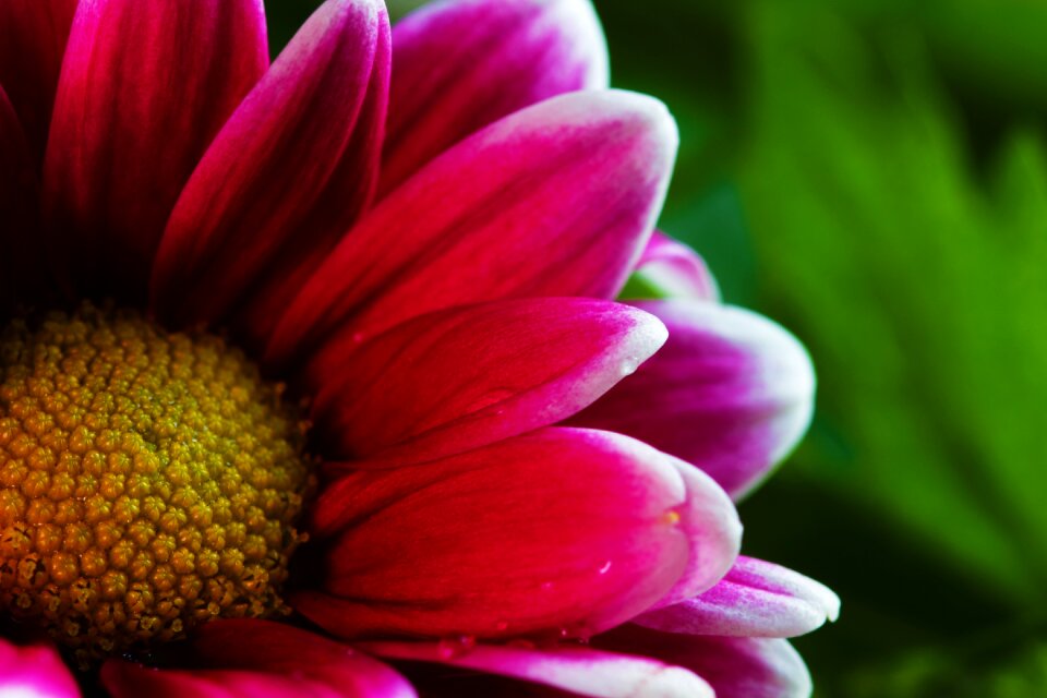 Plant natural summer