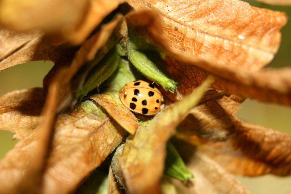 Beetle insect leaves