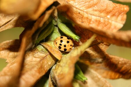 Beetle insect leaves
