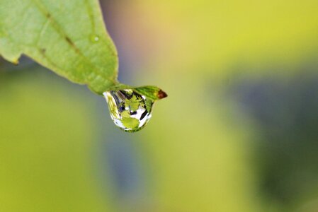 Drop of water leaf rain photo