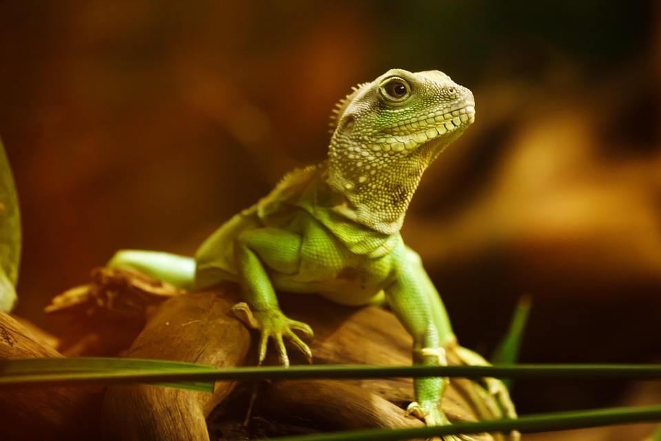 Animal creature green