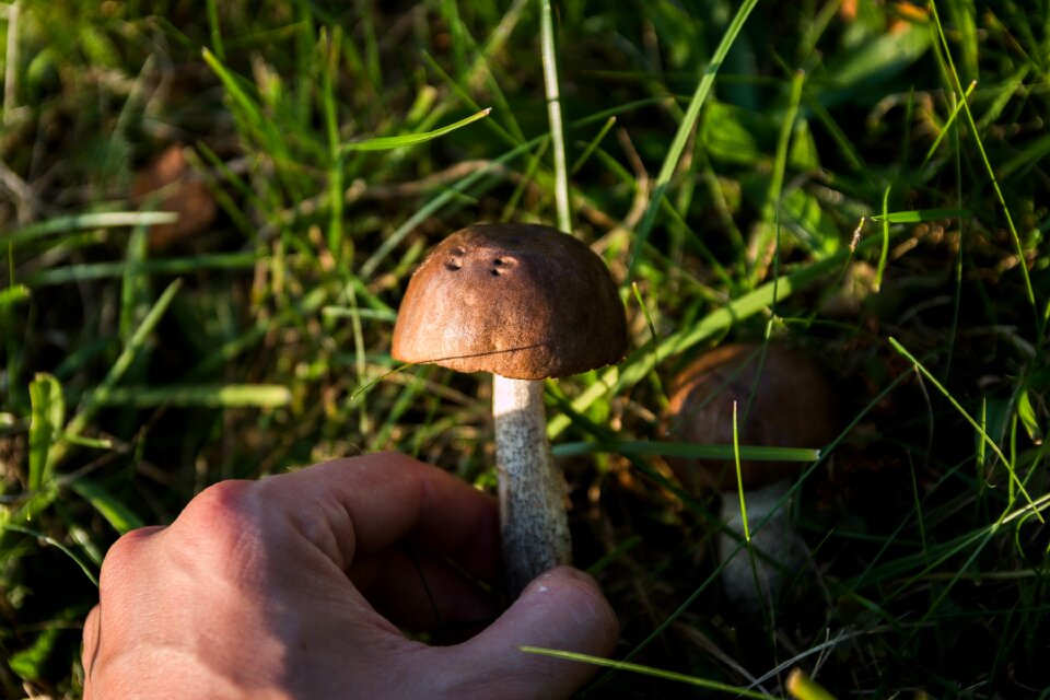 Collect autumn poisoning