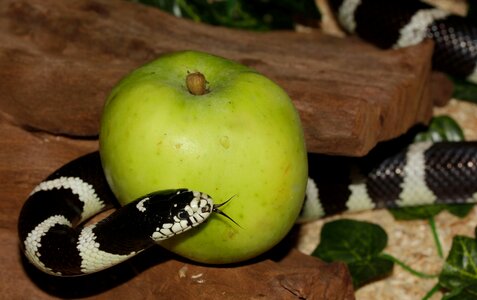King snake lampropeltis getula californiae black and white