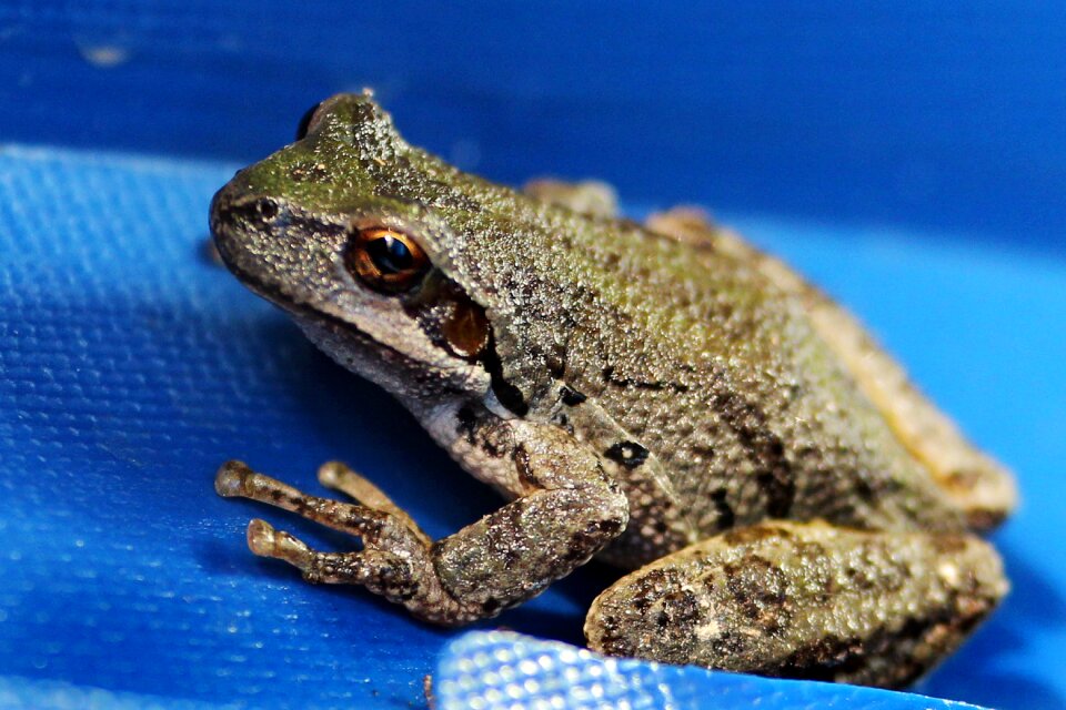 Closeup amphibian animal
