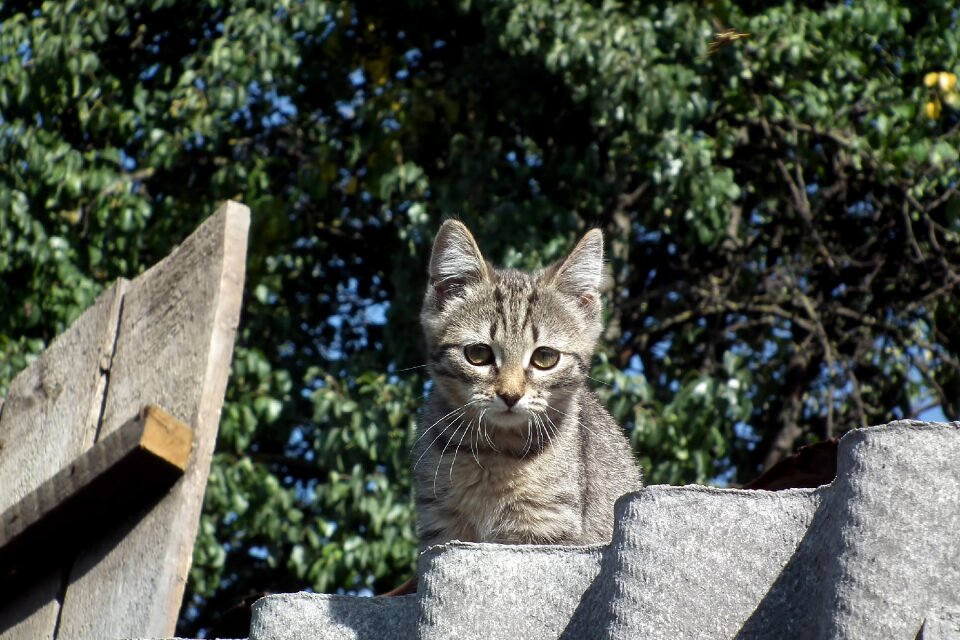 Animals grey cats