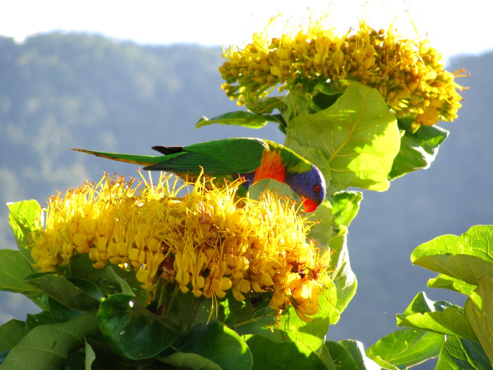 Bird australia wildlife