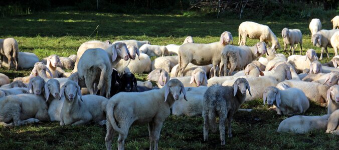 Sheep group together photo