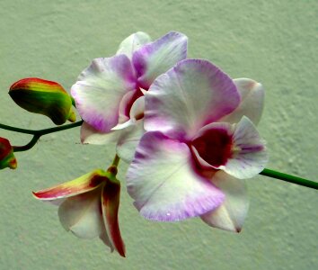 White pink pink rock lily