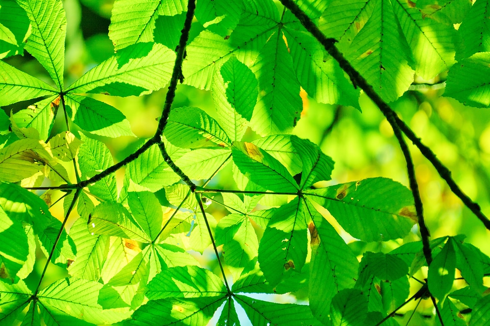 Ecology flora foliage