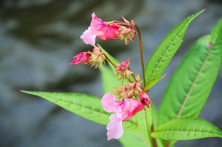 Pink blossom