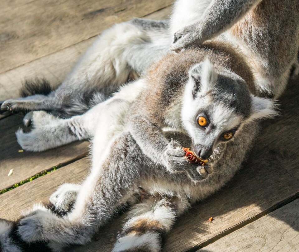 Wildlife outdoors ring-tailed