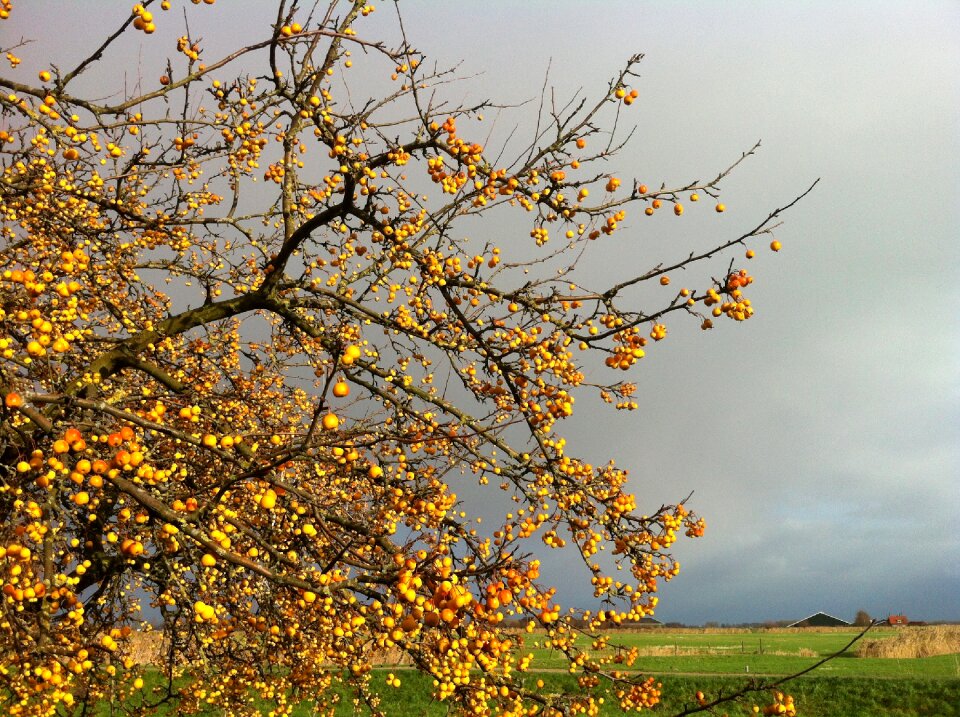 Apples nature tree