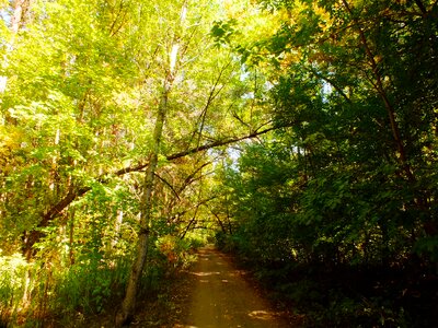 Autumn branch trees