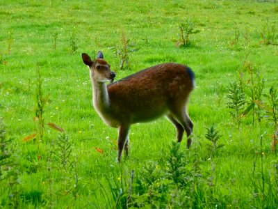 Wildlife natural brown photo