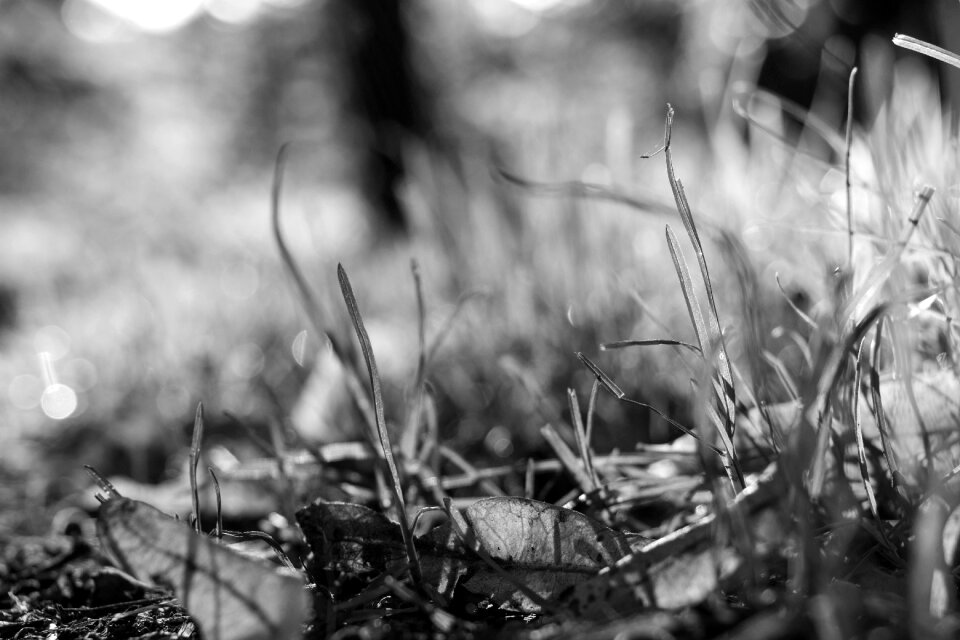 Grass forest leaves