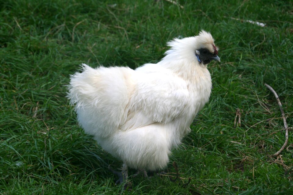 Poultry animal white