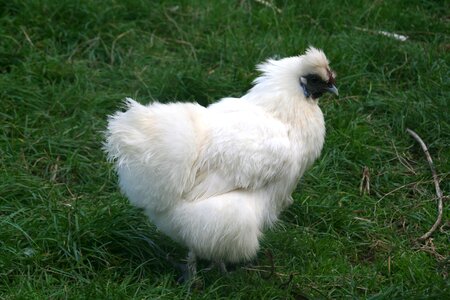 Poultry animal white photo