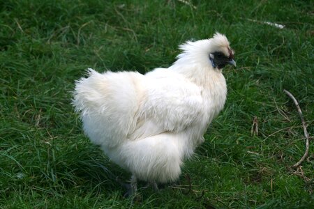 Poultry animal white