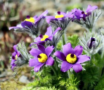 Beauty beautiful spring