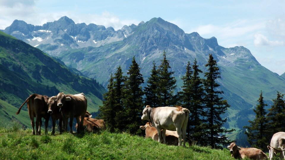 Alm pasture mountain meadows