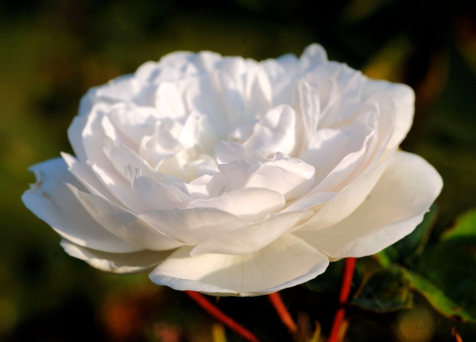 Bloom nature fragrant
