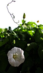 Plant make the most of white