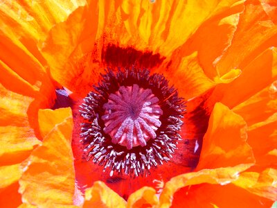 Flower orange pollen