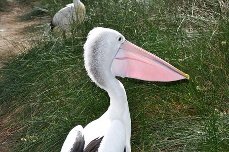 Beak avian nature