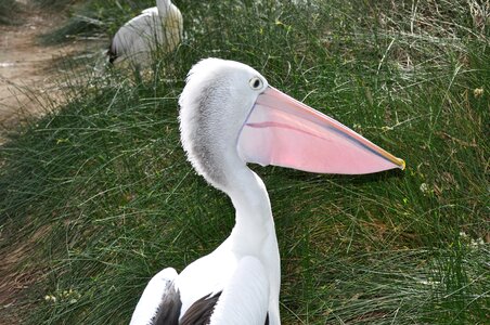 Beak avian nature photo