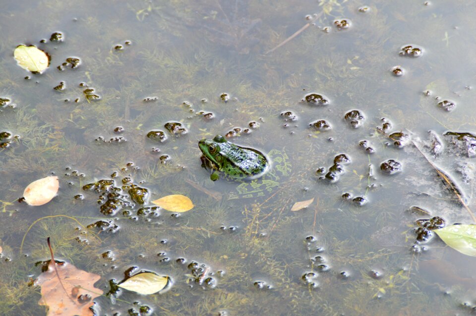 Pond garden amphibian
