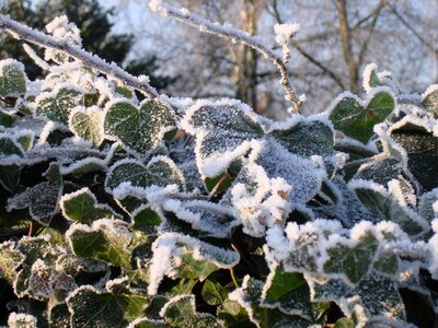 Winter ivy frost